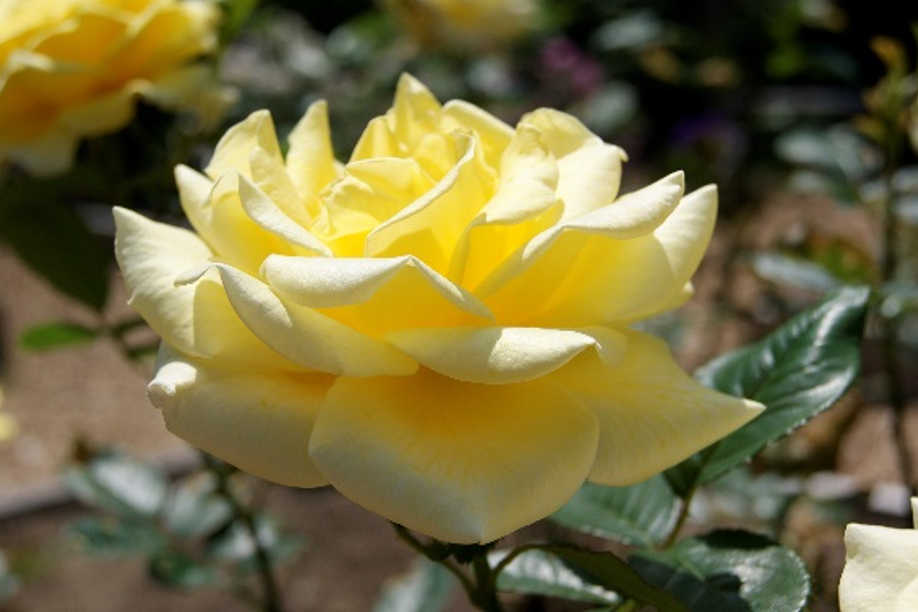 Les jardins anciens photo 1