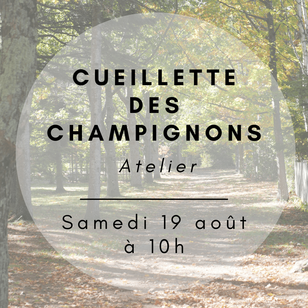 cueillette de champignons