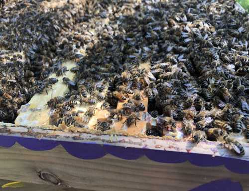 Installation de la ruche de la Seigneurie en partenariat avec Melifera !